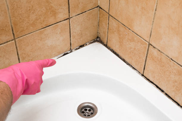 Best Office Mold Removal Services  in Lubbock, TX